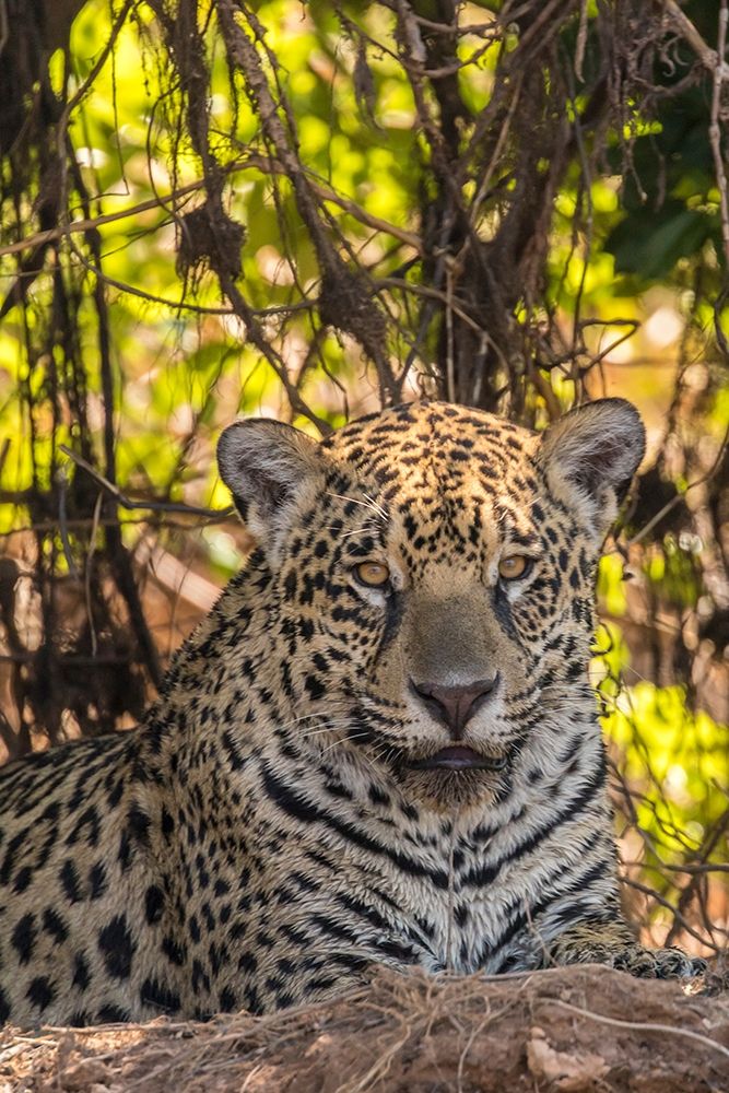 Brazil-Pantanal Close-up of jaguar
